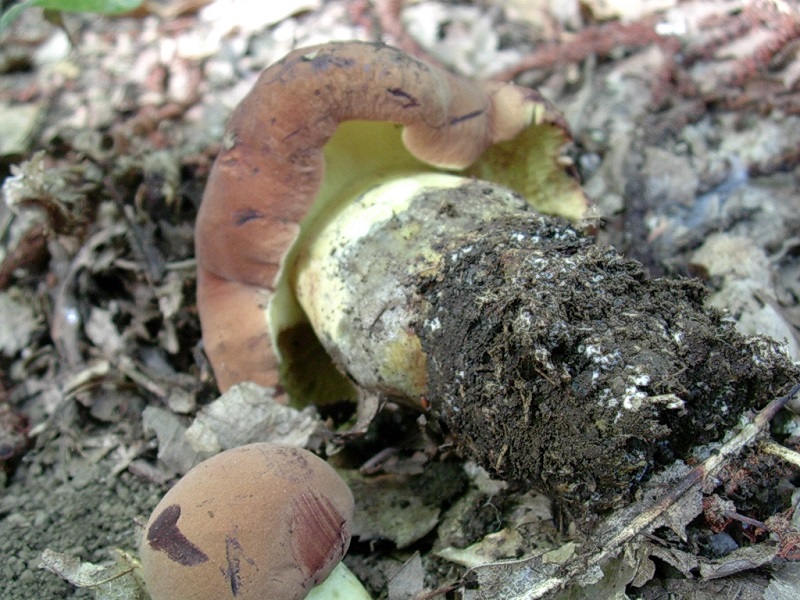 453 Settembre vecchio ritrovamento